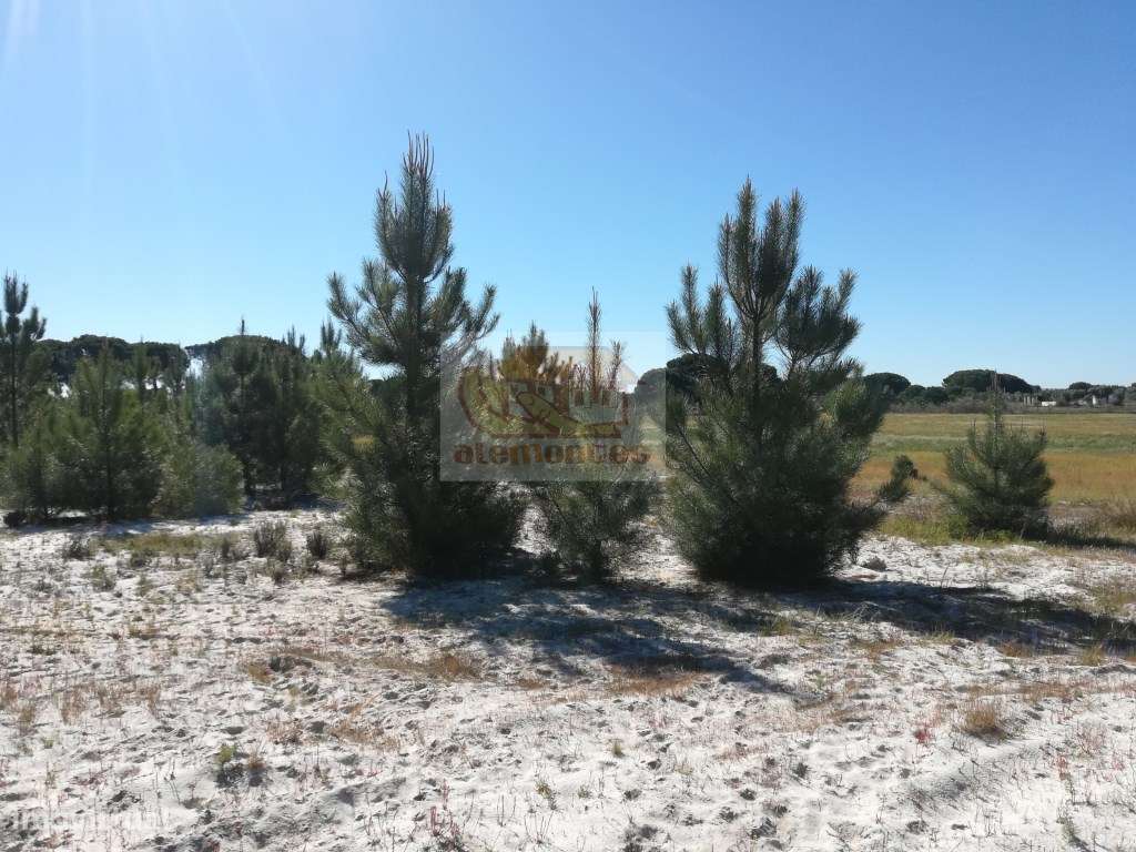 Casa para reabilitar em terreno de 20 hectares - Muda - Grande imagem: 4/9