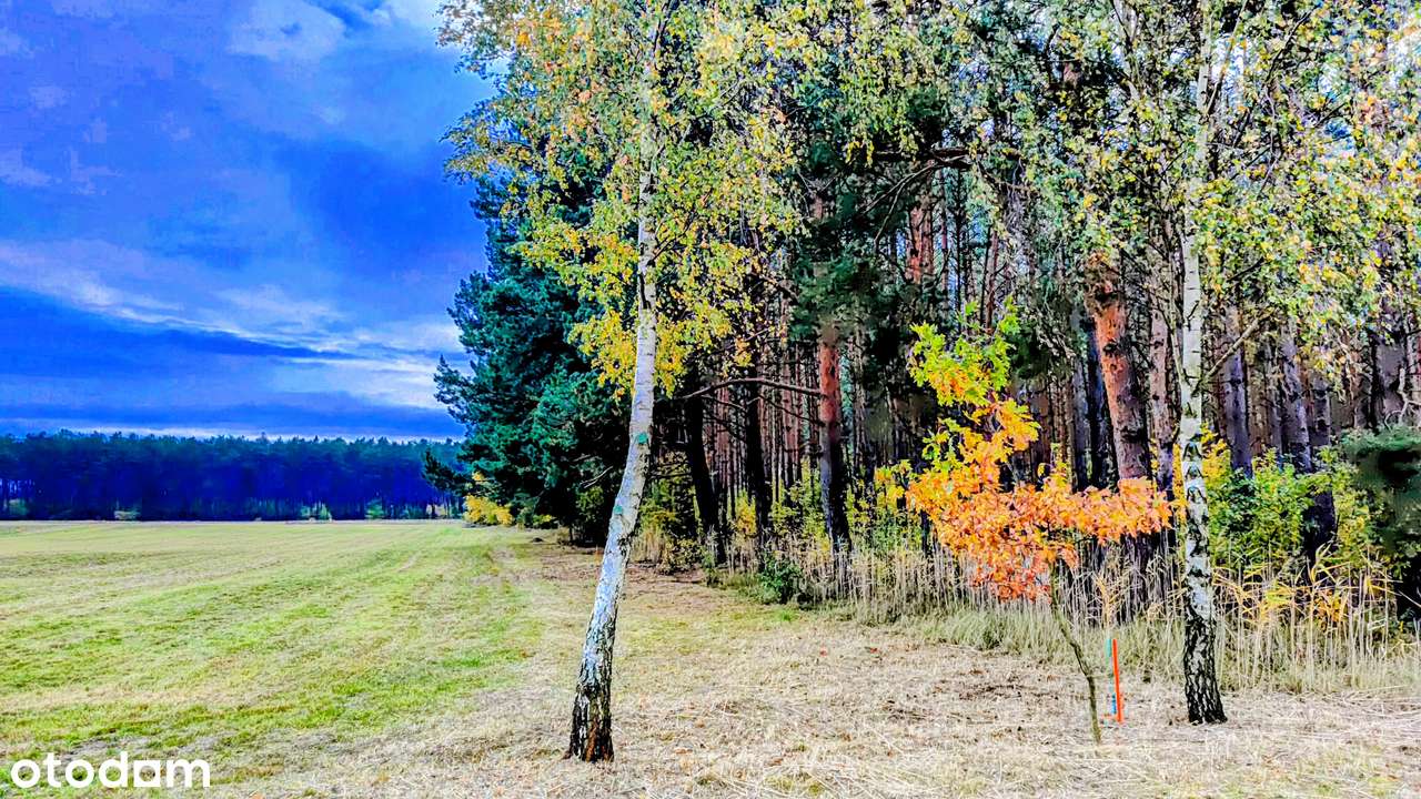 Tam, gdzie brzozy i las tworzą domowy klimat - Pełny obrazek: 2/20