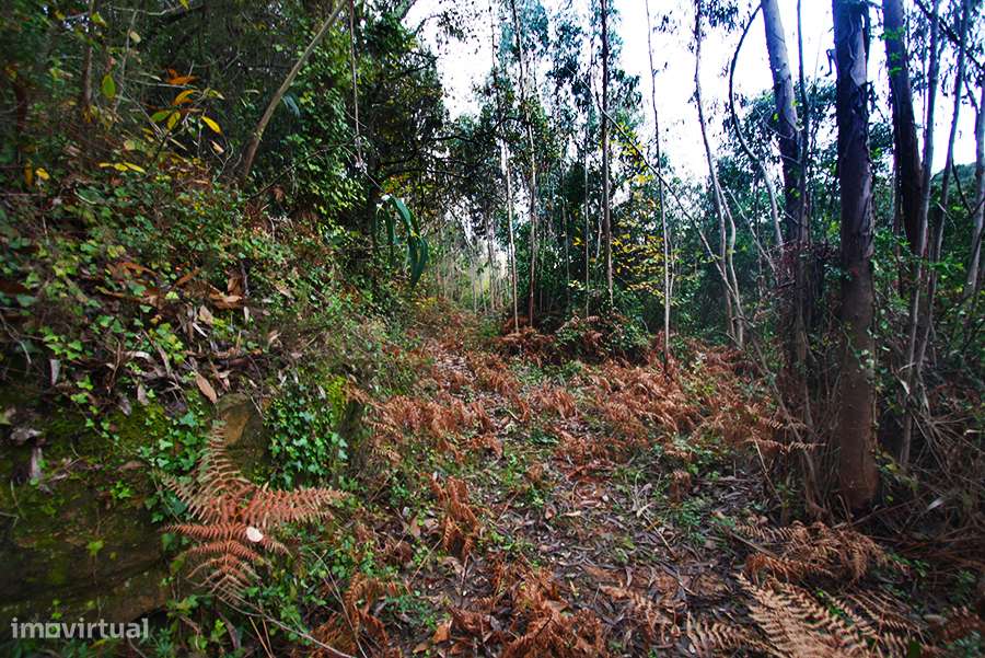 Grande propriedade, com floresta e 2 ruínas, Fraldeu, Óbidos-19