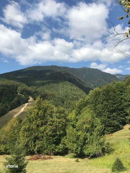 Teren Crasna Viseului, zona Paltin 38.186 mp - Imagine principală: 4/6