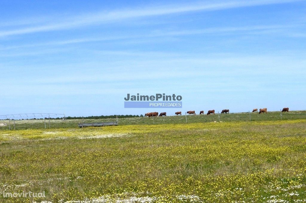 700.000m2 terreno, Casas, Cavalos, Bovinos, Água. Portugal, Beja.