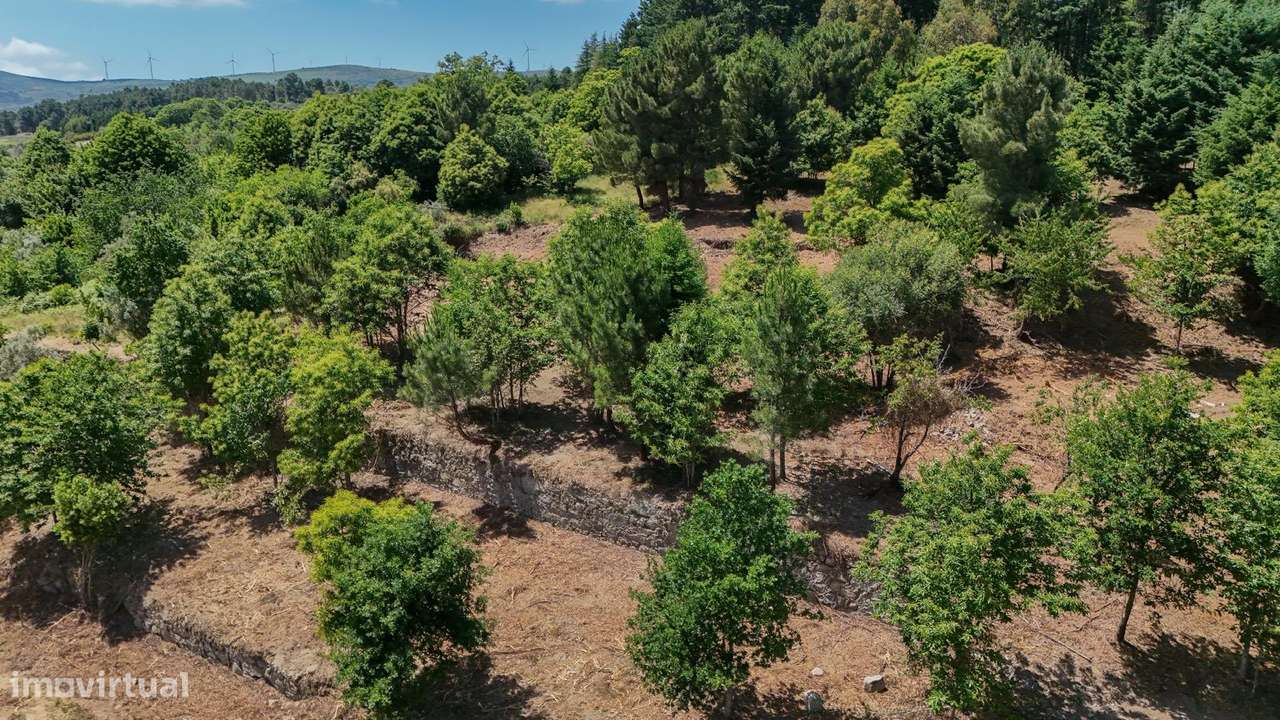 Quinta 7.438 m² em Lamego, Moradia em Pedra, Investimento de Futuro-20