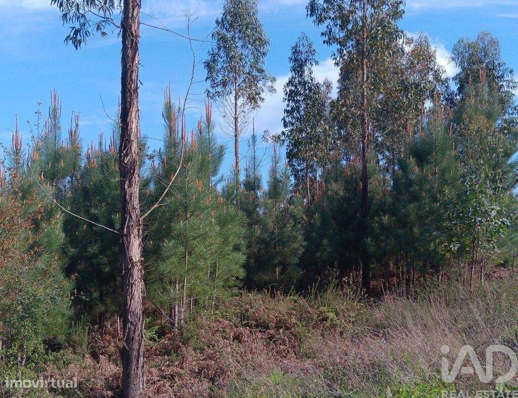 Terreno em Graça de 8120,00 m2 - Grande imagem: 4/30