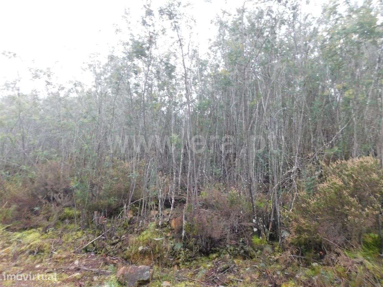 Terreno Rústico / Fundão, Souto da Casa - Grande imagem: 2/5