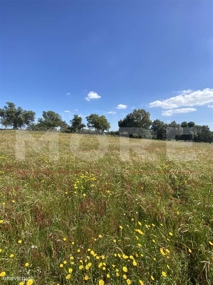 Terreno Rústico com 18.750 m² – Alcáçovas, Viana do Alentejo - Grande imagem: 4/10