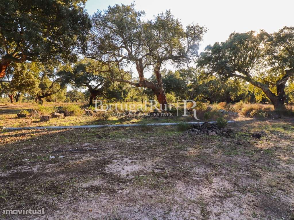 Herdade de 60 hectares para criação bovina e equina perto de Lisboa-54