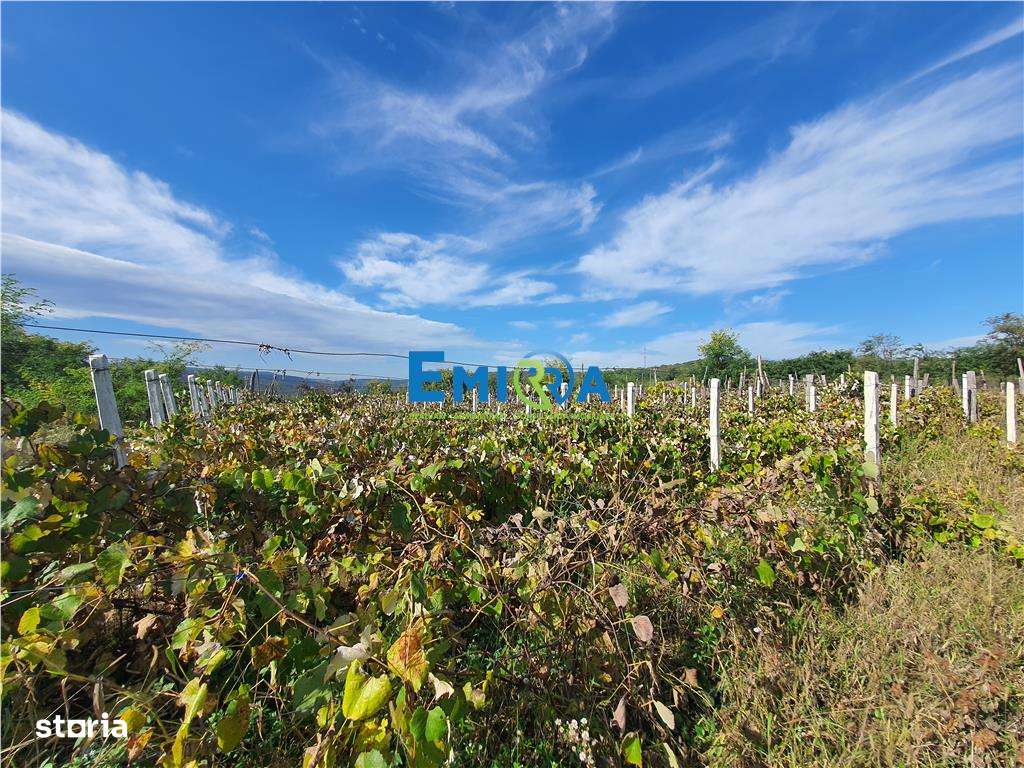 Teren de vanzare in Hemeius Margineni, judetul Bacau - Imagine principală: 3/10
