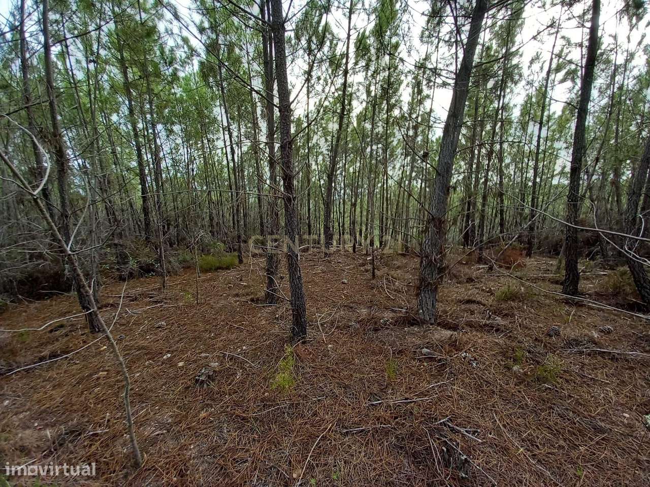 Pinhal com 1,5 ha Vale da Pereira-Santo André das Tojeiras - Grande imagem: 4/7