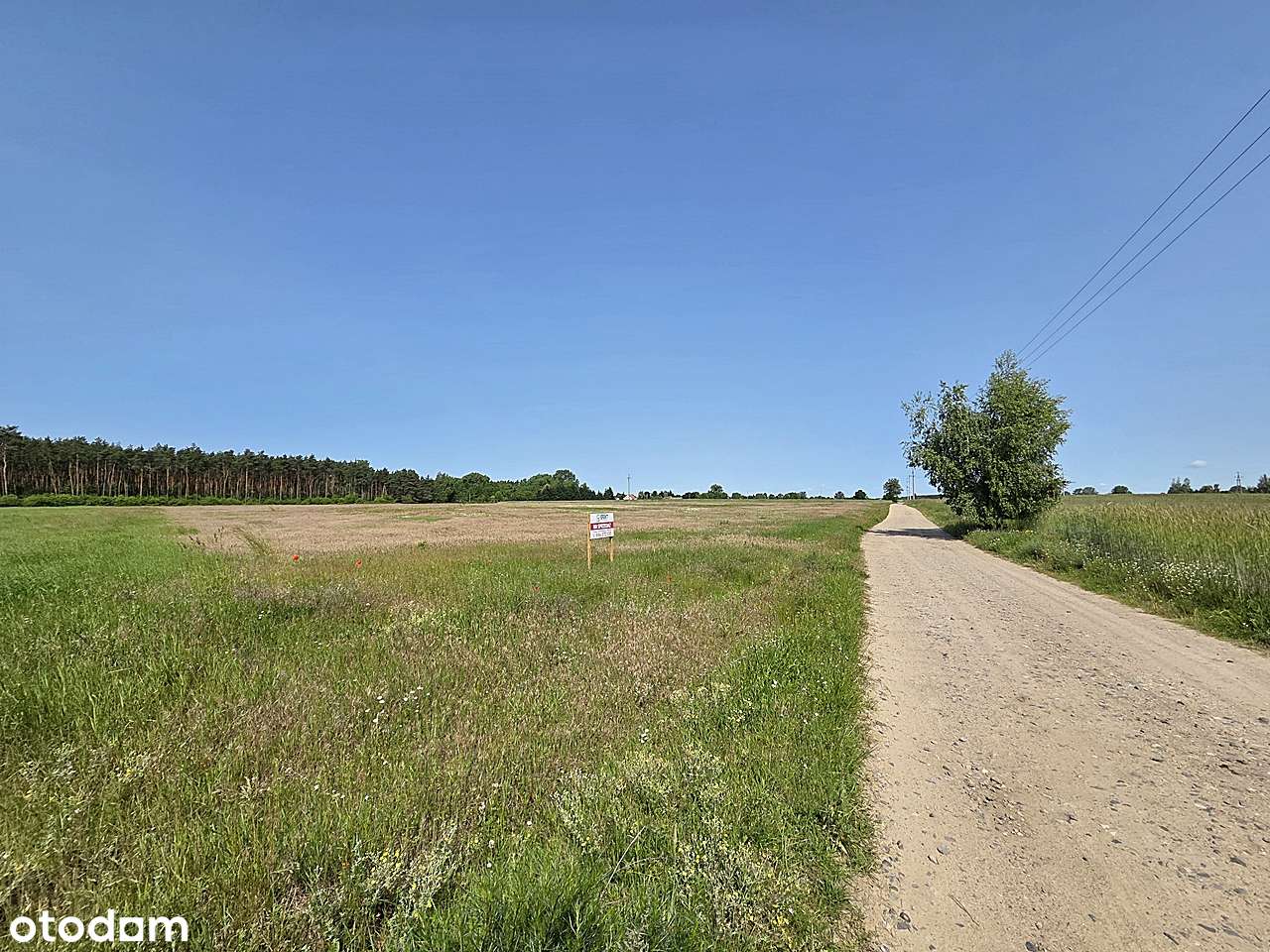 Kompleks działek w okolicy Jeziora Jankowskiego - Pełny obrazek: 4/12