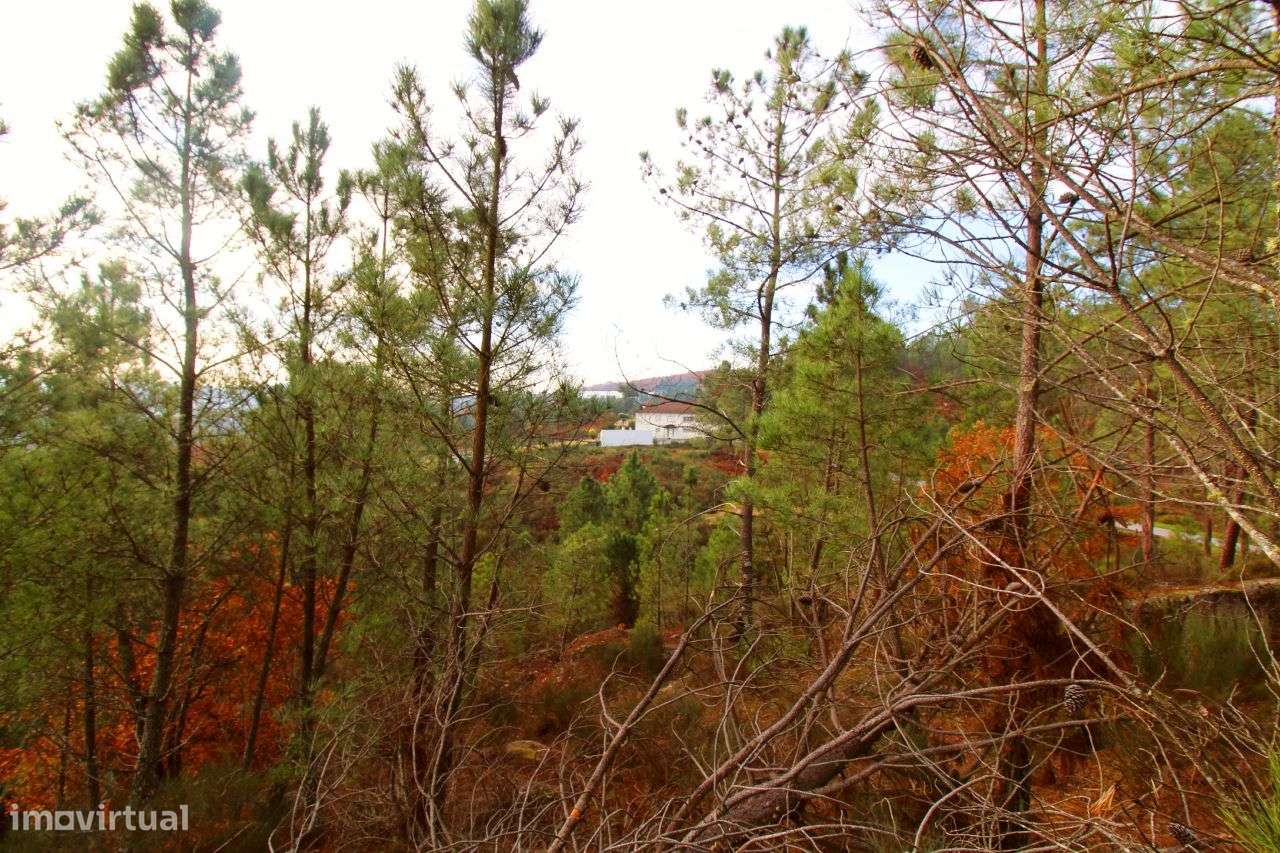 Excelente Propriedade com 5,18 Hectares - Grande imagem: 3/20