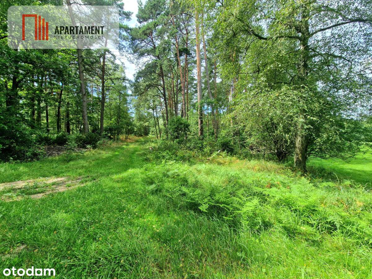 Polany w lesie! Bory Tucholskie! Głusza! - Pełny obrazek: 5/12