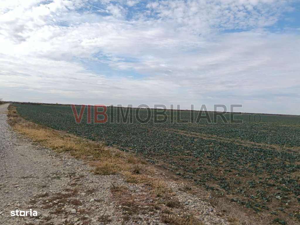 Ferma Agricolă 1.350 Hectare – Grad de Comasare 96–97%, Chișineu - Imagine principală: 2/14