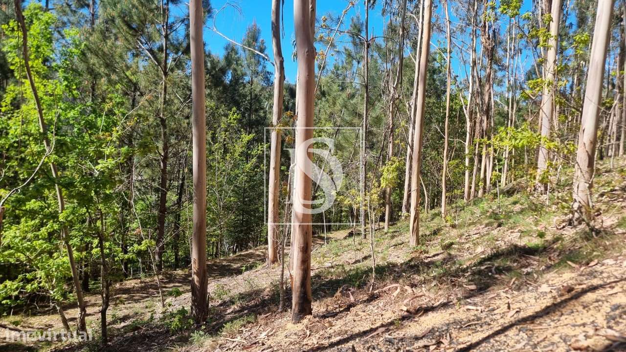 Terreno  Venda em Mosteiro,Vieira do Minho-14
