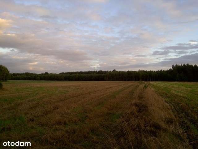 Działka rolna w cichej okolicy - 1,56 ha - Pełny obrazek: 5/11