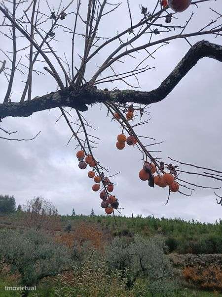 Quinta rural com  41000 metros s quadrados - Grande imagem: 4/5