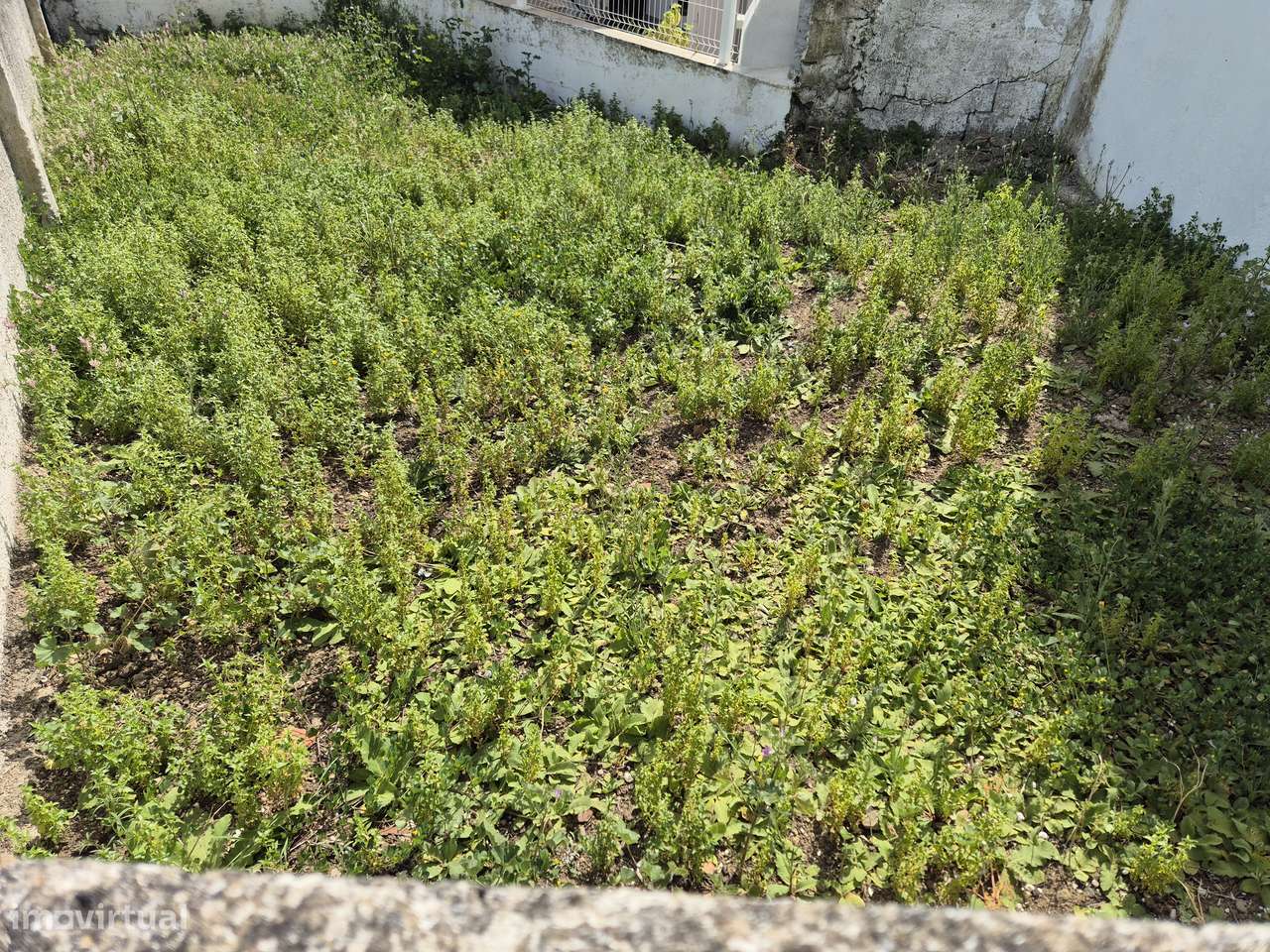 2 moradias terreas com terreno separado na Corte Zorrinho-Almodovar-10