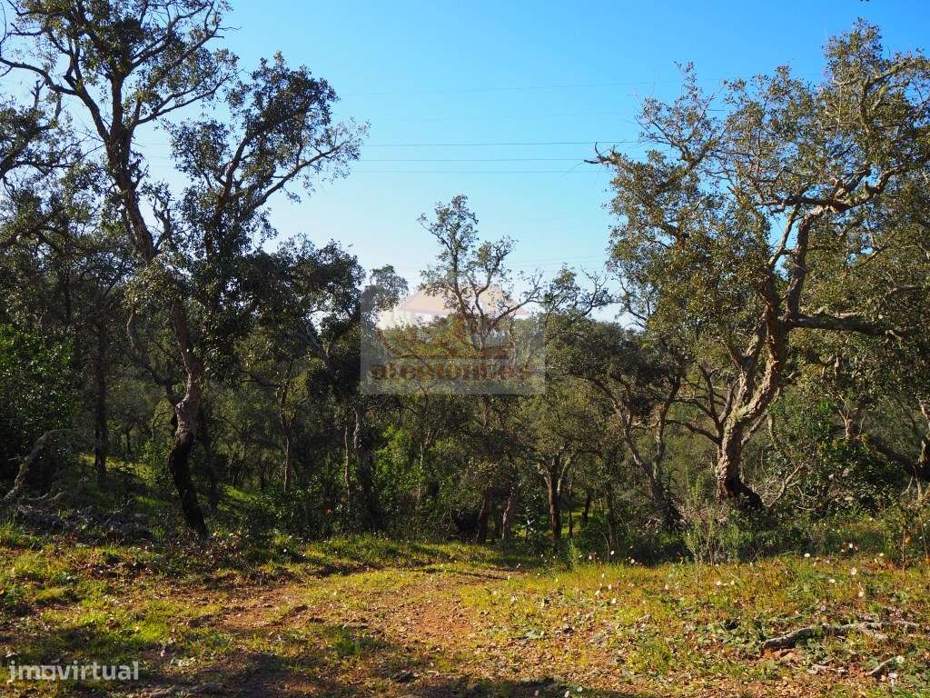 Terreno com 11 hectares e montado de sobro - Grande imagem: 5/10