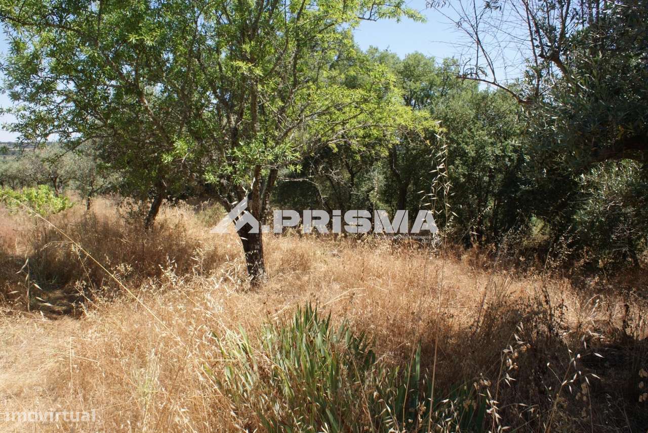 Terreno Rústico para Venda no Ninho do Açor - Grande imagem: 3/43