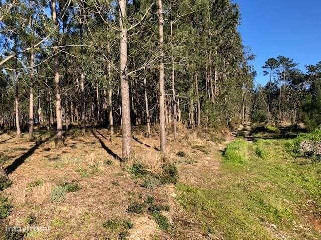 Terreno Rústico em Perímetro Urbano 1.2 ha, Pombal - Grande imagem: 5/8