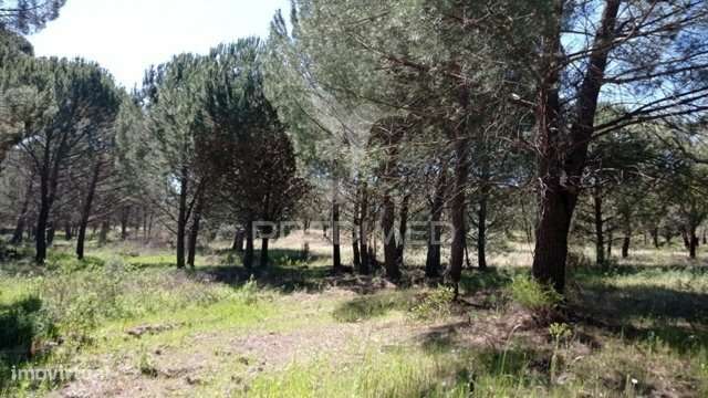 Terreno Rústico 5 hectares Couço - Grande imagem: 2/9
