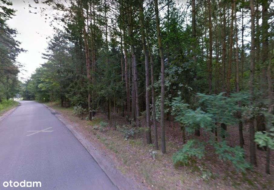 Las w Dąbrowie Chełmińskiej, Gzin - Pełny obrazek: 4/5