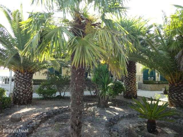 Quinta T/7 Cartaxo-35