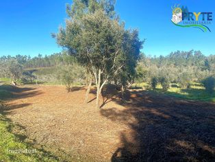 Terreno para construção situado em Fundada - Vila de Rei - Grande imagem: 3/13