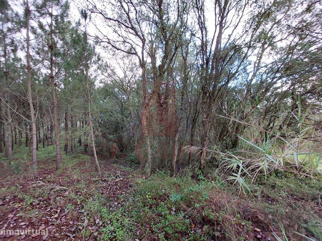 Terreno Rustico com vario tipos de árvores - Grande imagem: 4/11