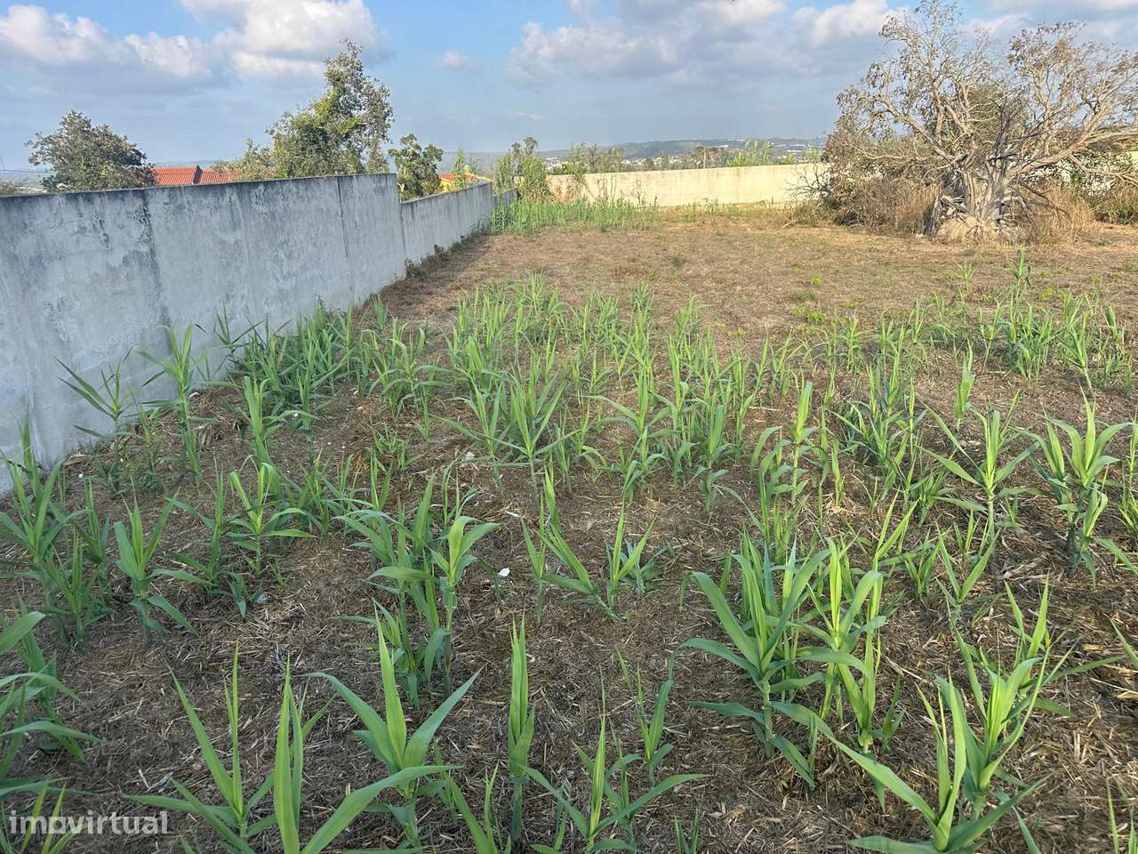 Terreno - Monte Real e Carvide-6