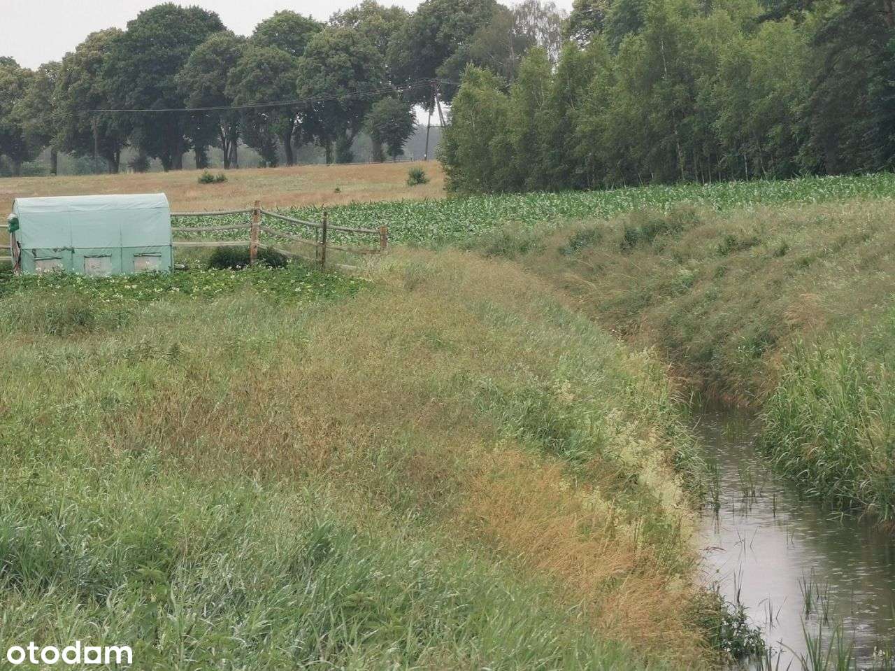 Duża działka, w spokojnym miejscu- Międzybłocie gm - Pełny obrazek: 4/18