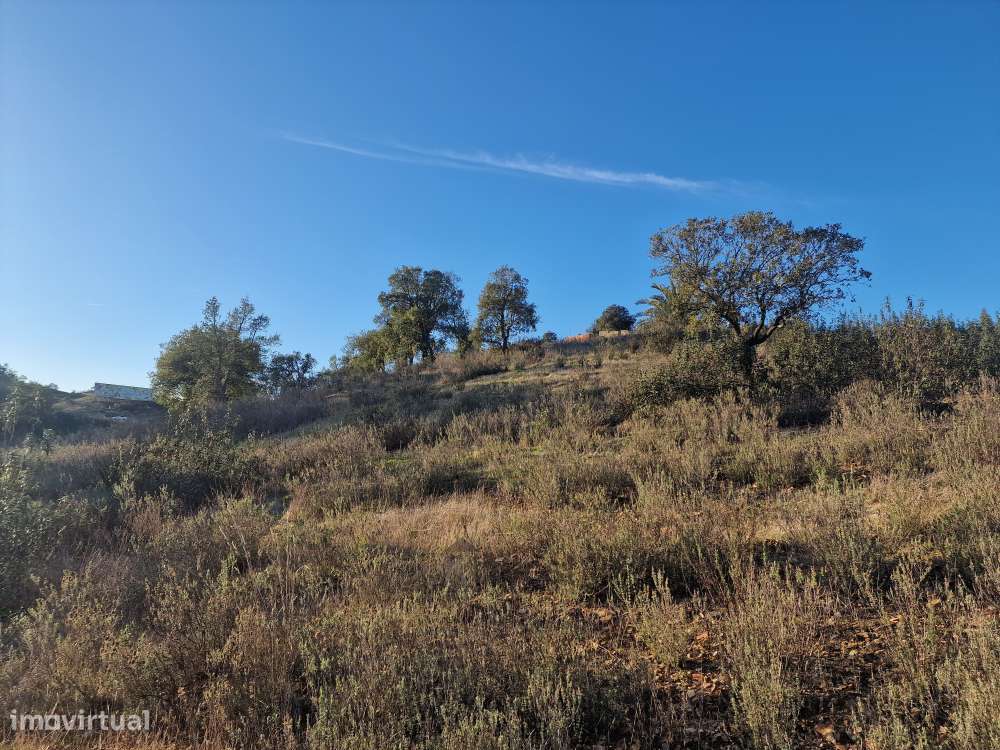 Terreno Rústico - Vale Figueira, Messines-8