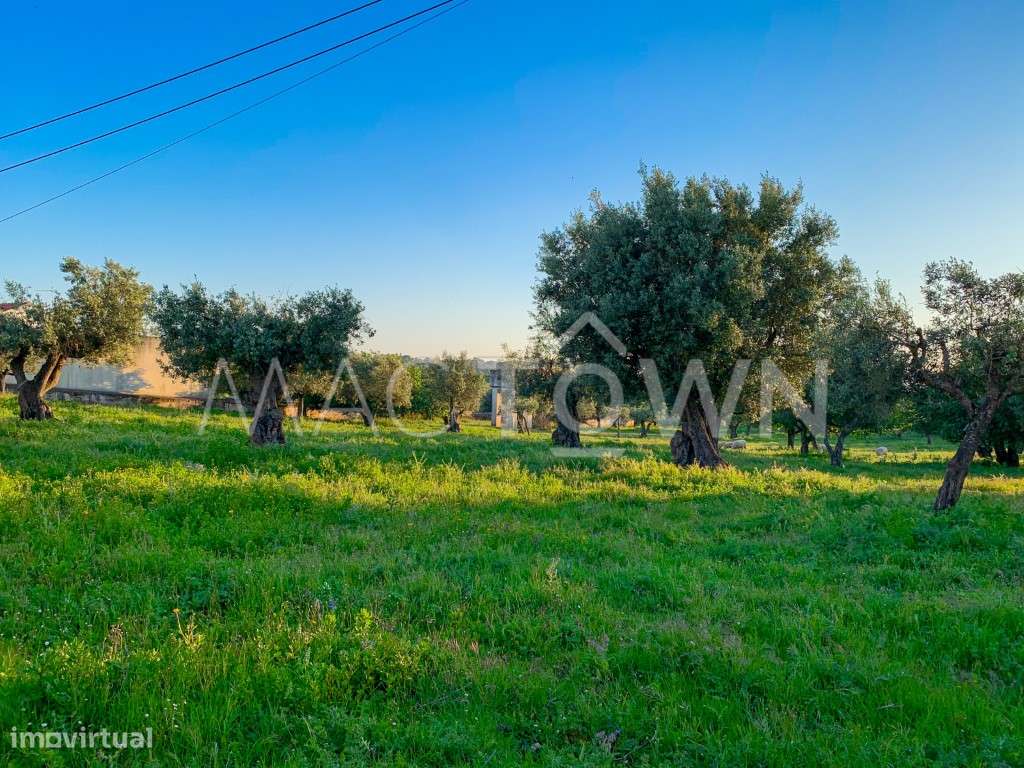 Imóvel Estratégico em Alcanena para Projeto Empresarial ou Residencial - Grande imagem: 4/25