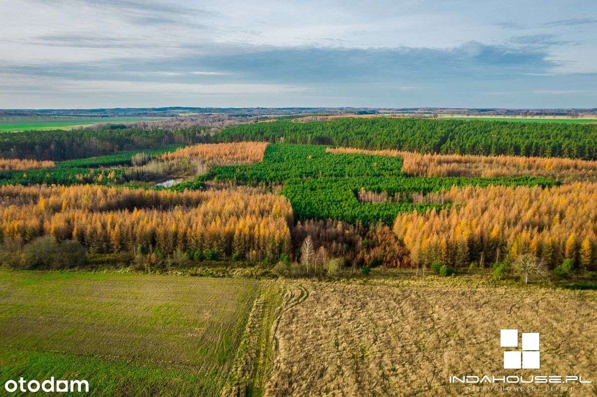 Las. Zainwestuj w swoją przyszłość. - Pełny obrazek: 4/12