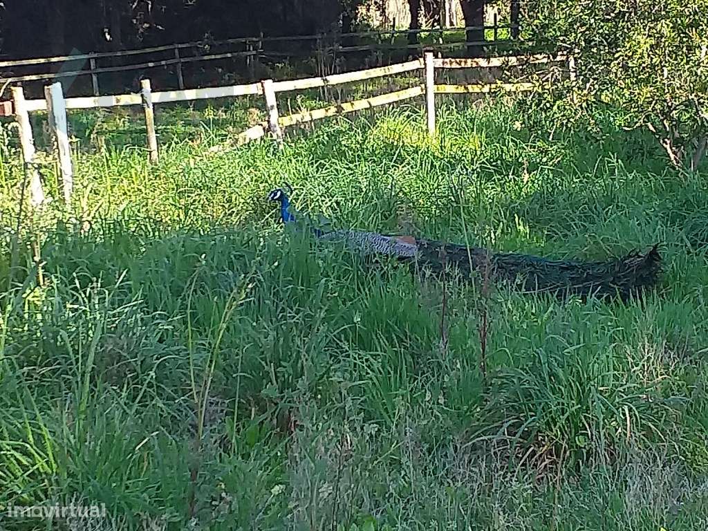 Moradia T6 em Óbidos!-57