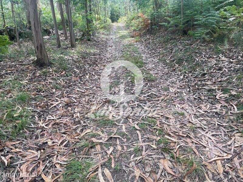 Terreno Agrícola e Florestal de 1.476m2 em Ferreiró, Vila do Conde - Grande imagem: 2/4