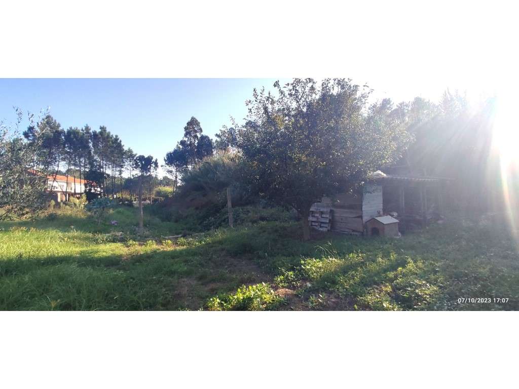 Quinta com duas moradias, anexos, diversas arvores de fruto, vinha ...-15