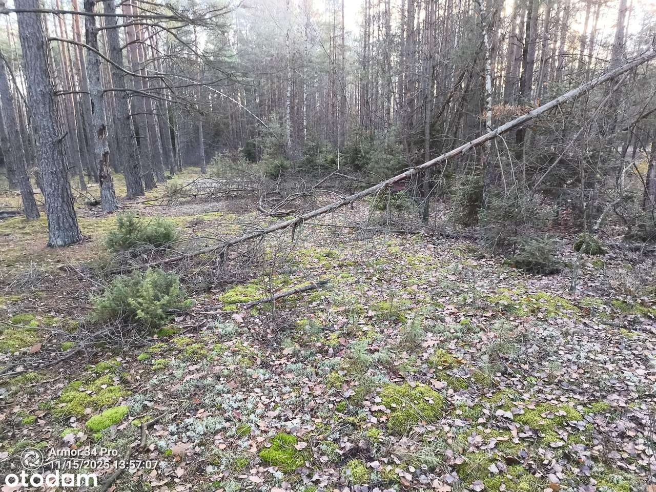 Leśniczówka Unikalne niespotykane miejsce w Europie  w Puszczy Białow.-12