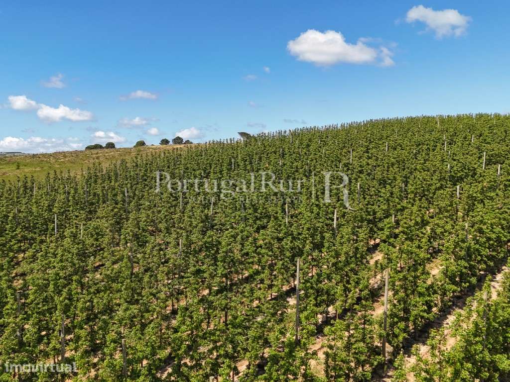 Exploração Agrícola com 37 ha e produção de Pera Rocha no Cadaval-14