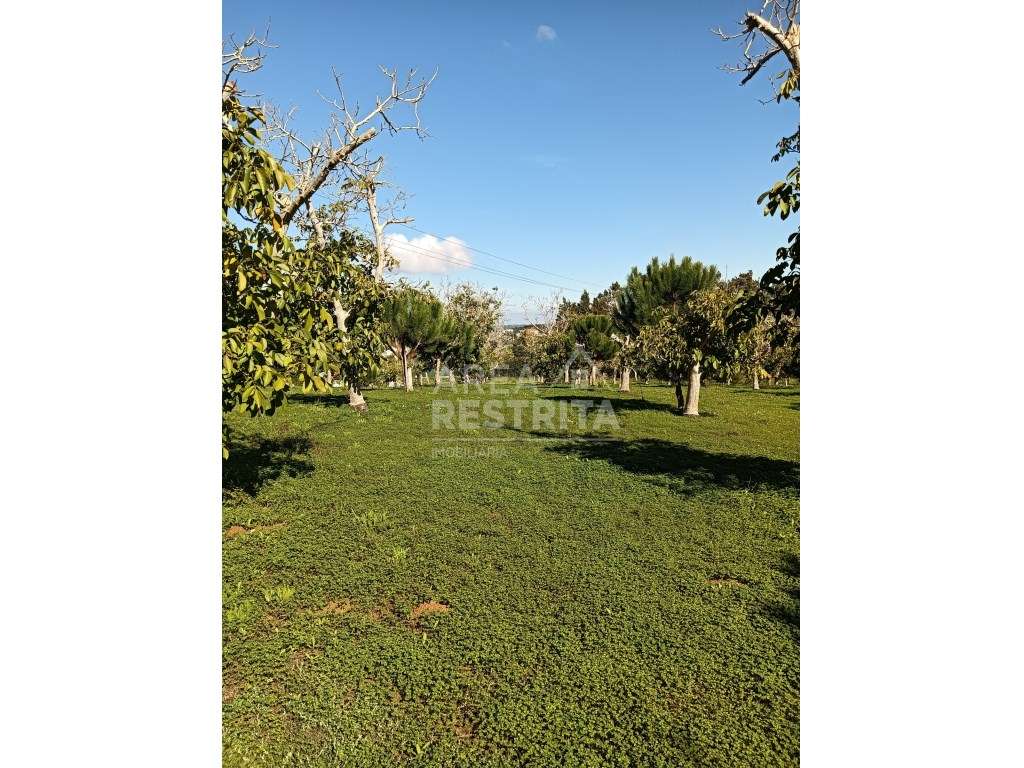 Quinta com a área de 8.750m2 - Zambujal - Grande imagem: 3/11