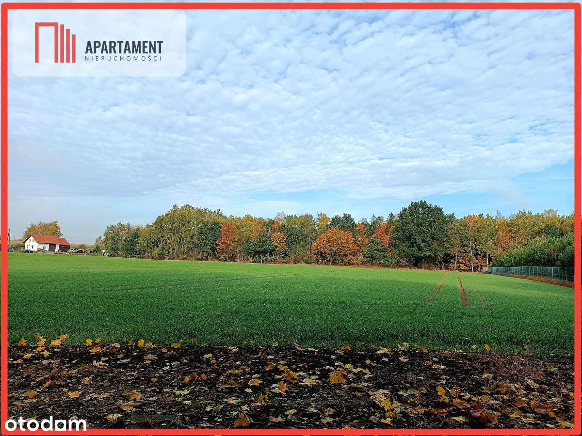 Cicha okolica, przy ścianie lasu! - Pełny obrazek: 1/6