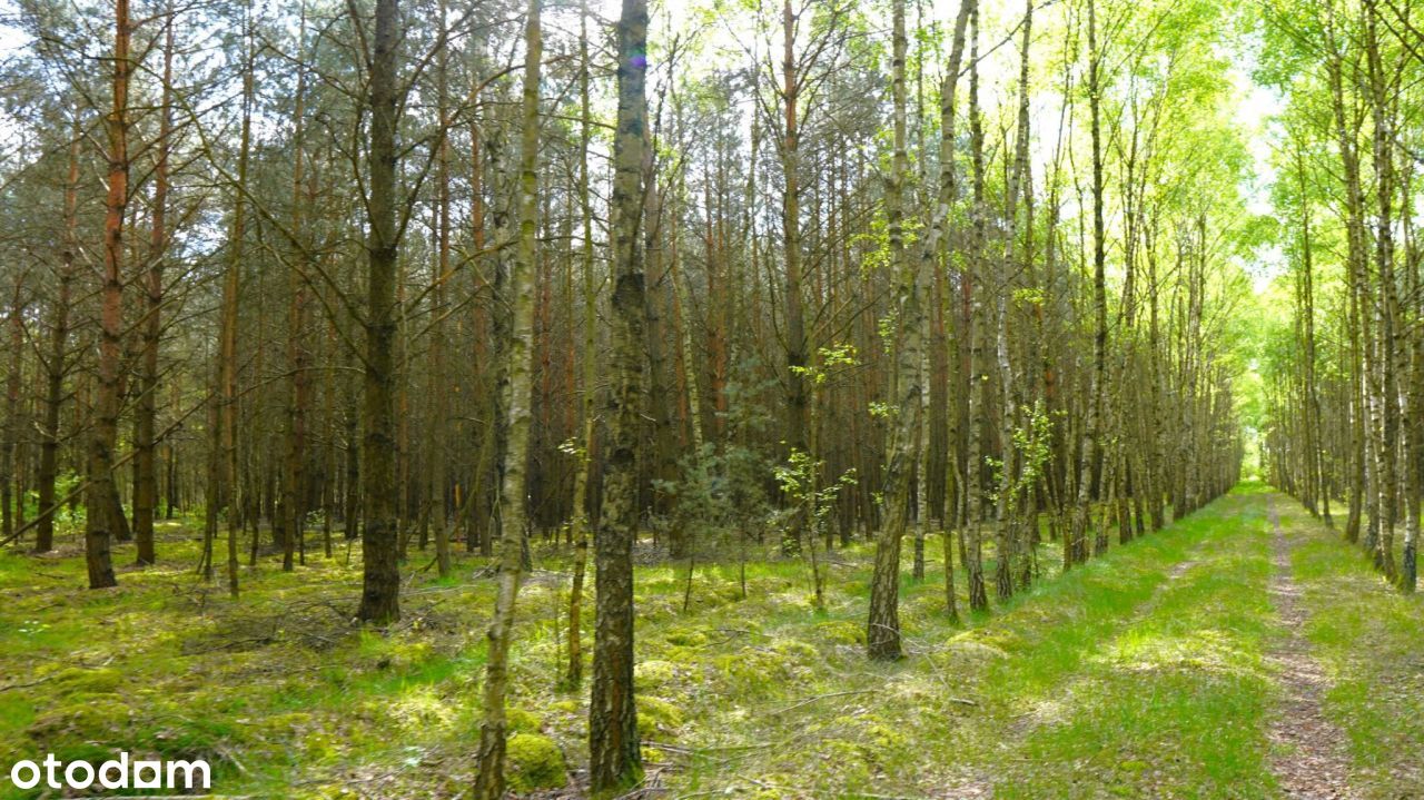 Ponad 8 ha gruntu, lasów i łąk na sprzedaż Brody g