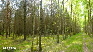 Ponad 8 ha gruntu, lasów i łąk na sprzedaż Brody g