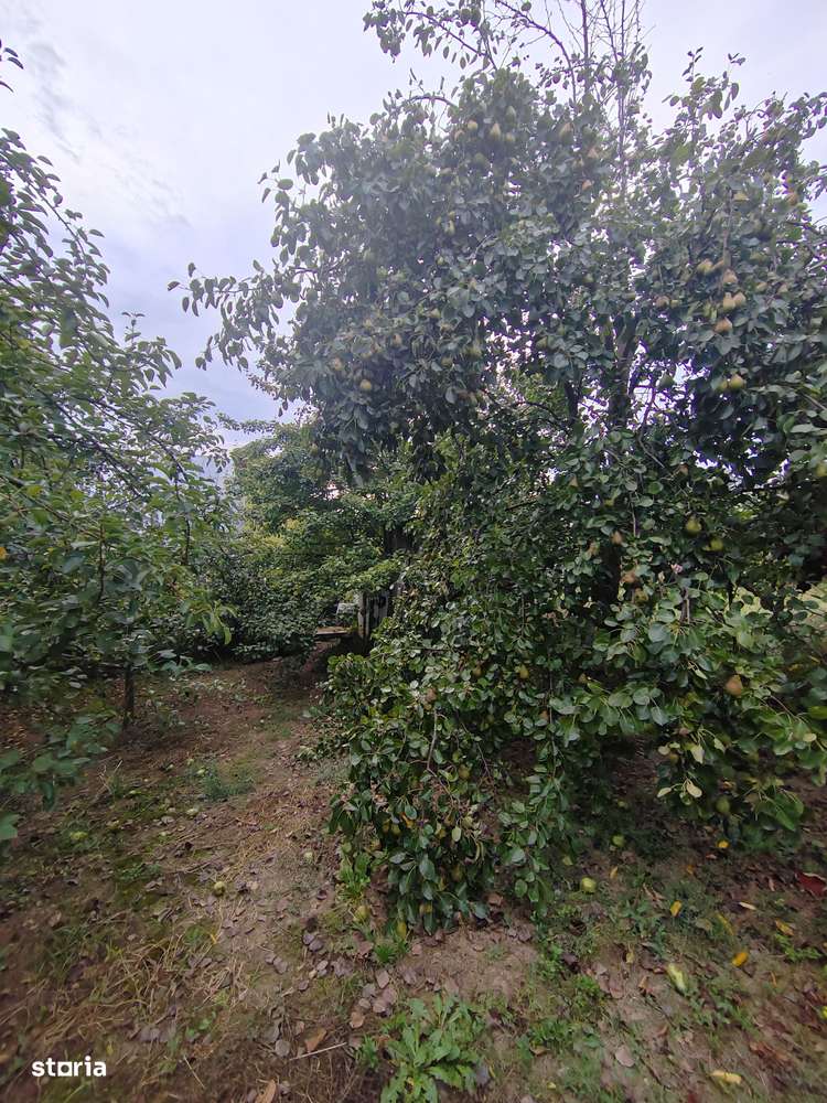 casa - 24 ari de teren - Valea Ghinzii-8