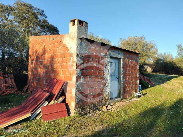 OLIVAL PARA VENDA EM CARRAPATELO - CORVAL-26