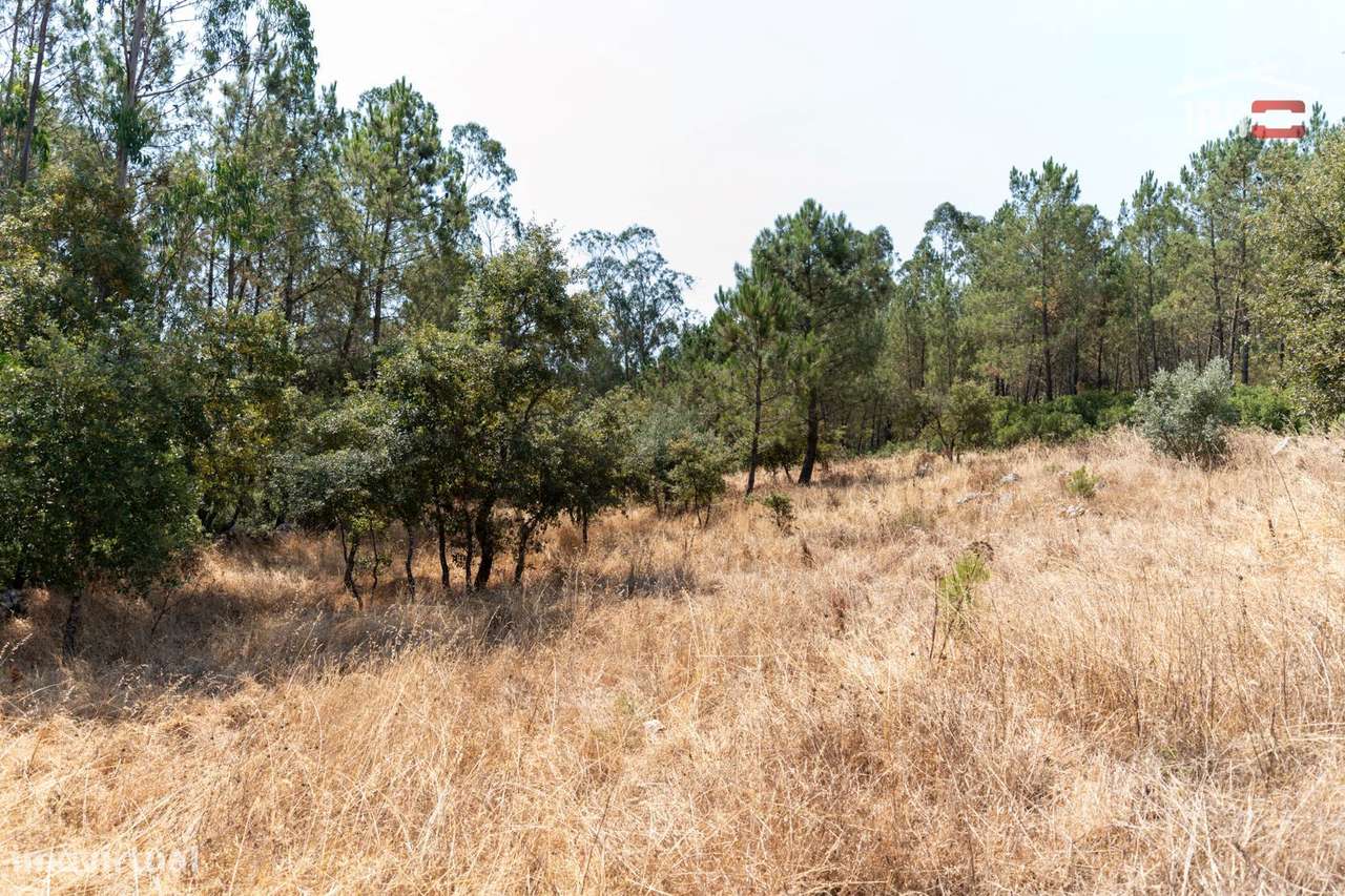 Terreno Rústico junto à estrada em Barreiro Grande, S. Mamede - Grande imagem: 5/11