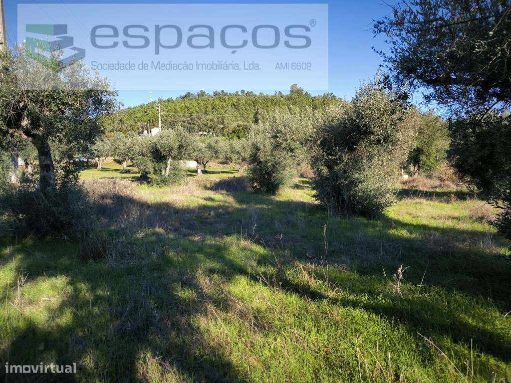 Horta da Serra - Palvarinho - Grande imagem: 3/8