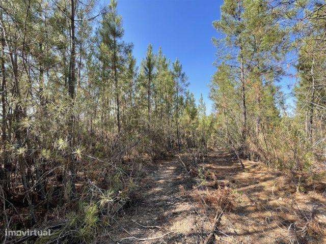 Terreno Rústico em Rodeios - Grande imagem: 3/16