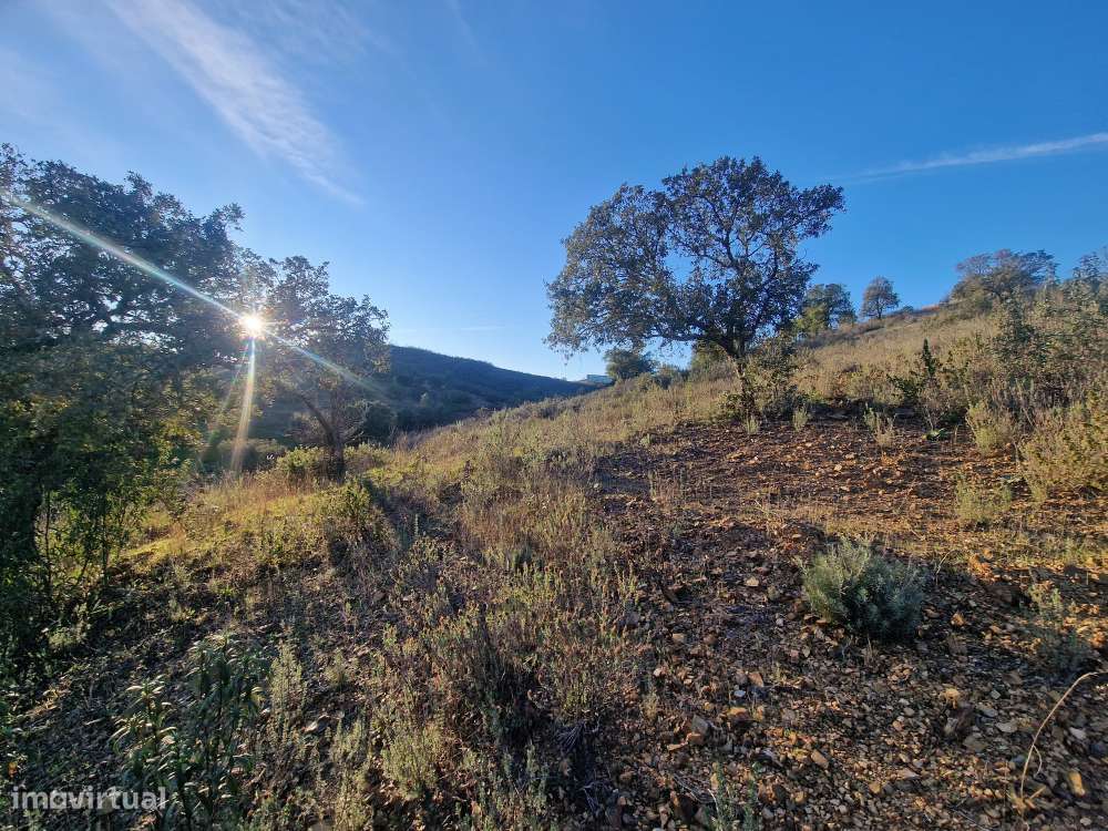 Terreno Rústico - Vale Figueira, Messines-5