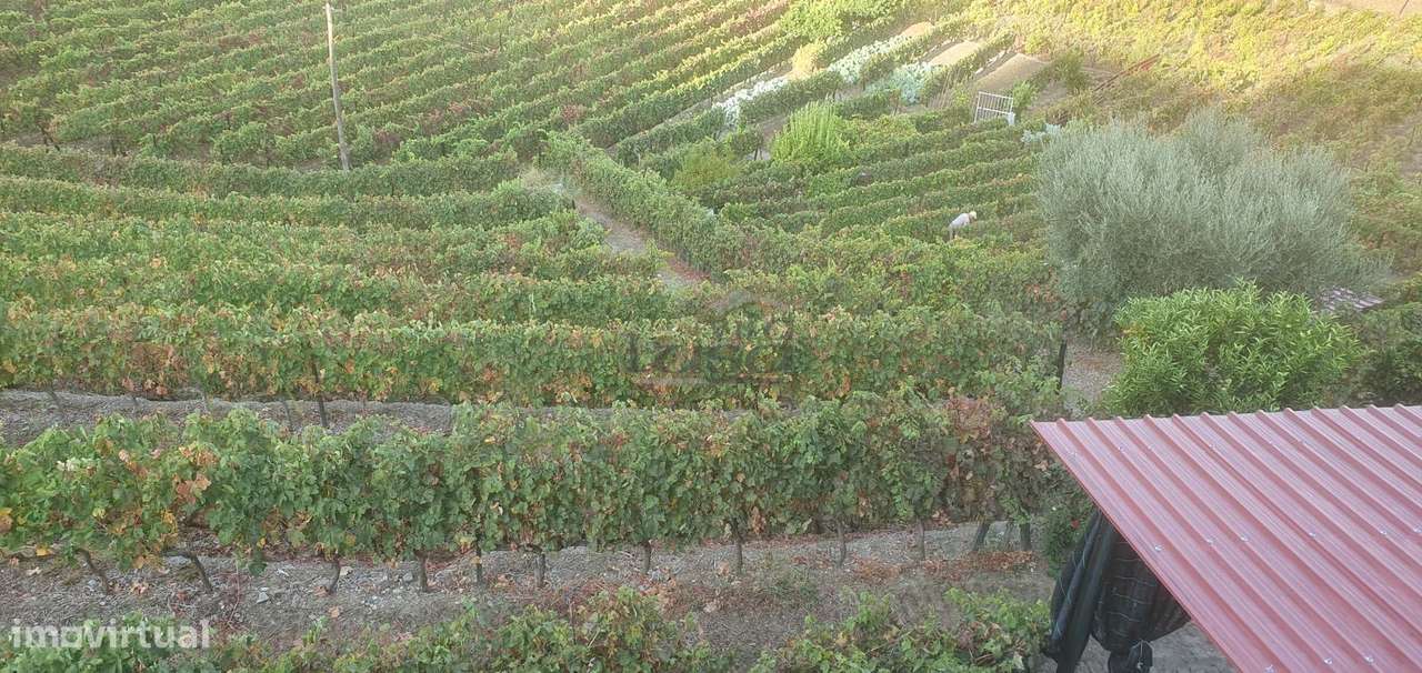 Moradia e Vinha com adega para venda - Grande imagem: 4/30