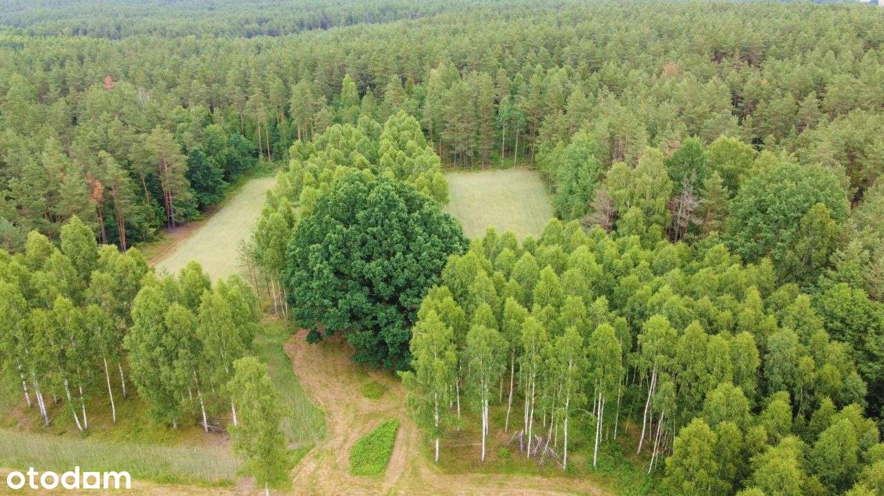 Działka w sercu lasu na Podlasiu Dzierniakowo - Pełny obrazek: 4/11